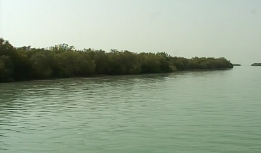 آغاز کاشت نهال حرا در سواحل هرمزگان