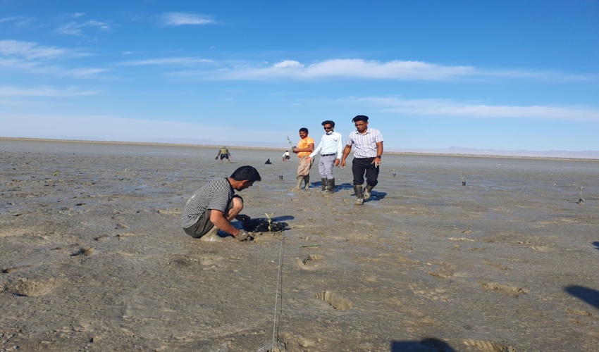 کاشت  30هزار اصله نهال حرا در سطح تالاب های میناب