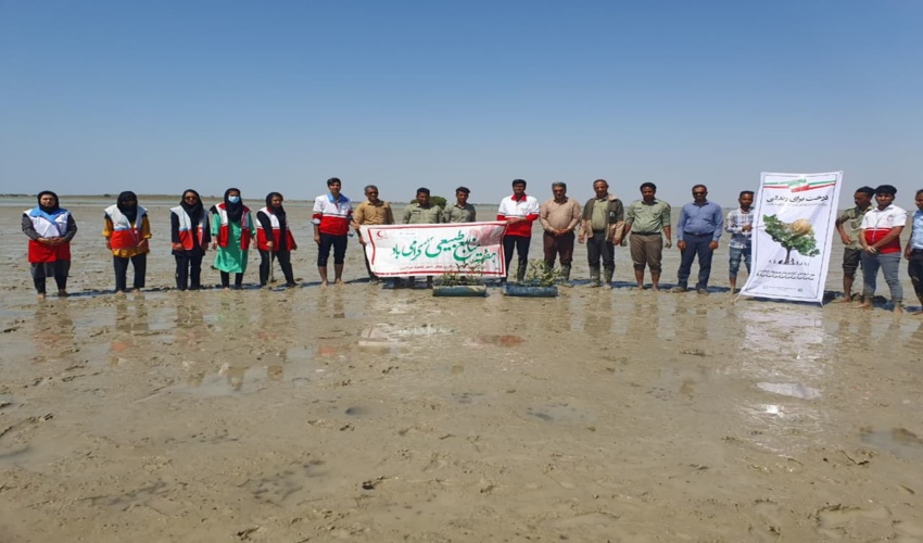 کاشت نهال حرا تحت پویش 100به مناسبت هفته منابع طبیعی در میناب