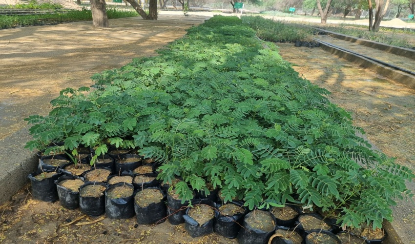 هرمزگان طی سه ماهه اول امسال یک میلیون نهال تولید کرد/ هر هرمزگانی سه درخت 