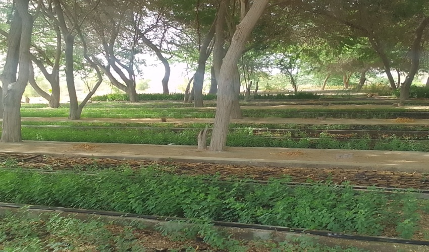 تولید 500 هزار اصله نهال در نهالستان منابع طبیعی و آبخیزداری شهرستان جاسک