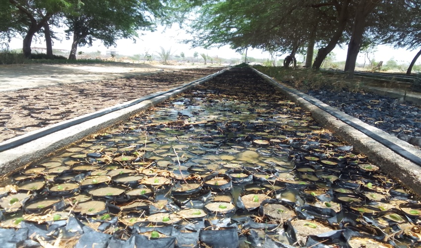 آغاز پروژه عملیات جمع آوری و کاشت بذر حرا در شهرستان جاسک 