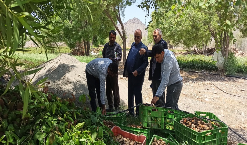 بازدید مدیرکل منابع طبیعی و آبخیزداری هرمزگان از روند تولید نهال انبه در شهرستان رودان