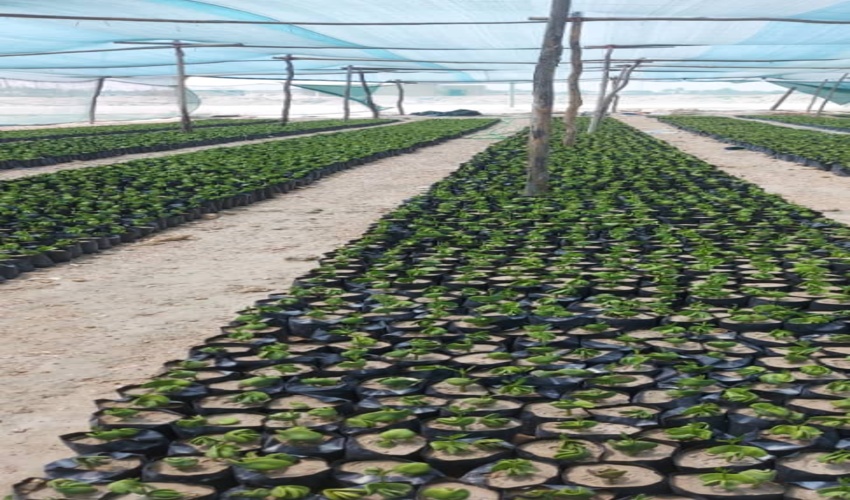 بازدید رئیس اداره منابع طبیعی قشم از نهالستان حرا در هفت رنگو این شهرستان