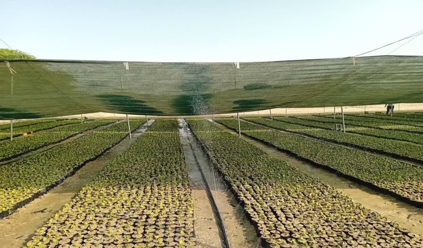 تولید 800 هزار اصله نهال  حرا در نهالستان های شهرستان جاسک