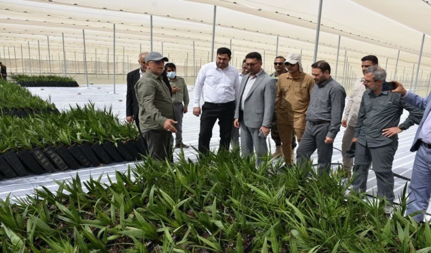 ایجاد بزرگترین نخلستان «مَجول» دنیا در بشاگرد با حمایت دستگاه قضایی/ اشتغالزایی برای ۴ هزار جوان هرمزگانی/ رئیس کل دادگستری هرمزگان: به مطالبات مردم د