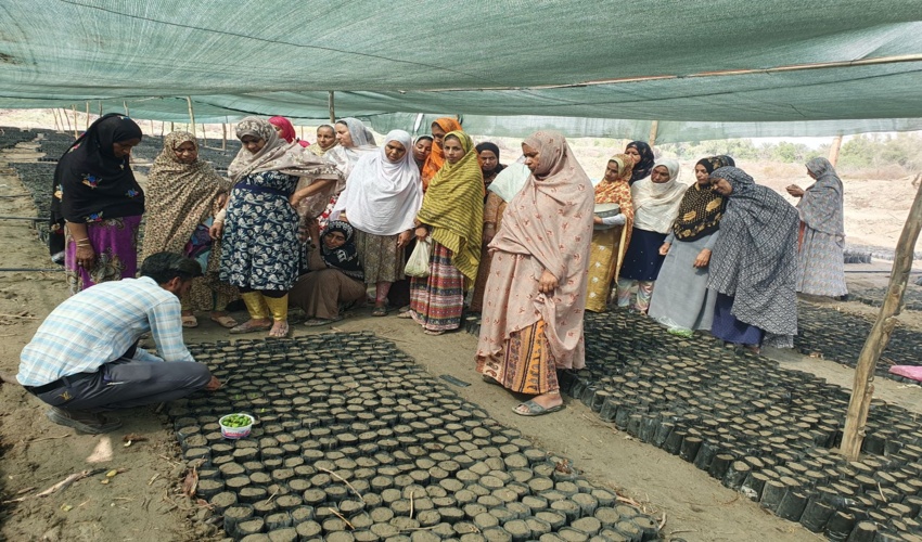 برگزاری دوره آموزشی نگهداری و کشت بذر حرا در میناب