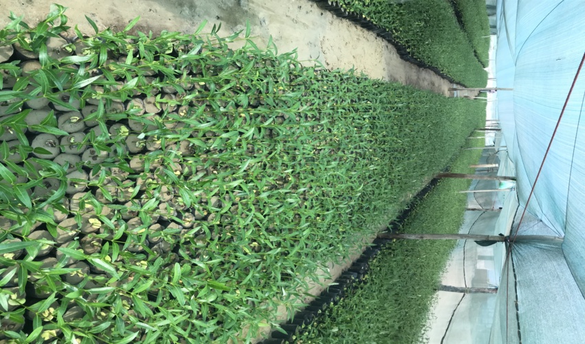  بازدید از نهالستان حرا در هفت رنگو، شهرستان قشم