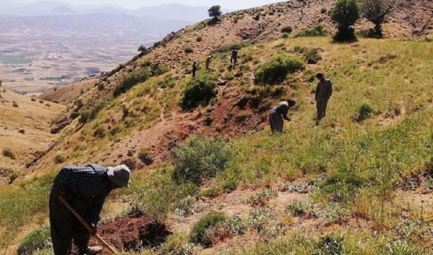 توقف عملیات برداشت غیرمجاز در منطقه لمزان بخش مهران  شهرستان بندرلنگه