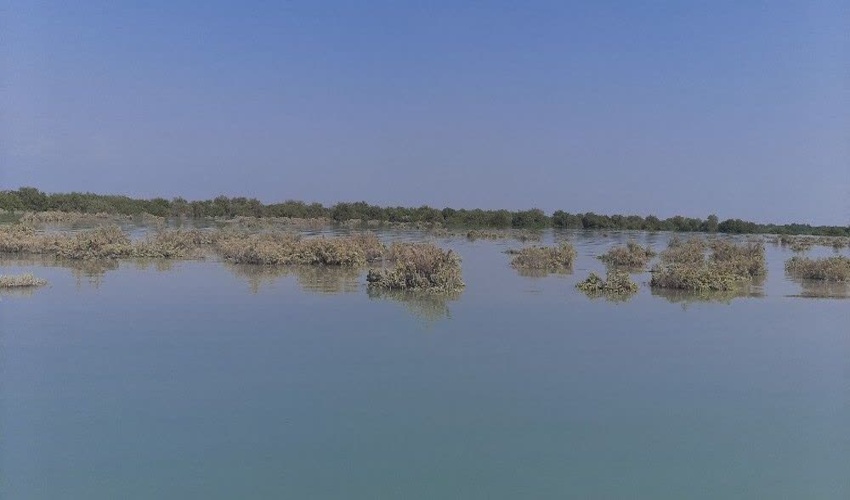 بازدید کارشناس جنگل نسبت به تعیین عرصه کشت نهال حرا، شهرستان قشم‎
