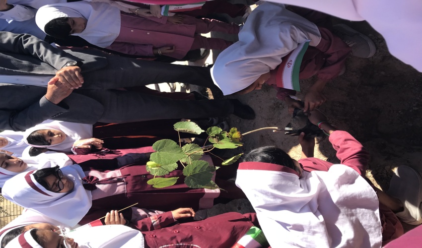 توزیع و کشت نهال رایگان به مناسبت گرامیداشت دهه مبارک فجر، شهرستان قشم‎