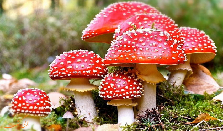 جلسه فرمانده ونیروهای یگان حفاظت با جنگلدار اداره منابع طبیعی وابخیزداری شهرستان بندرعباس