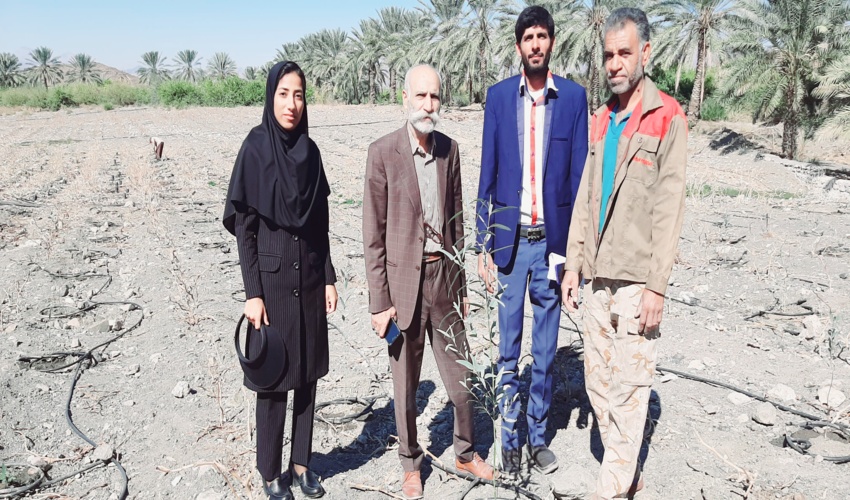 اجرای طرح زراعت چوب در سطح ۲ هکتار از اراضی قلعه کمیز شهرستان رودان